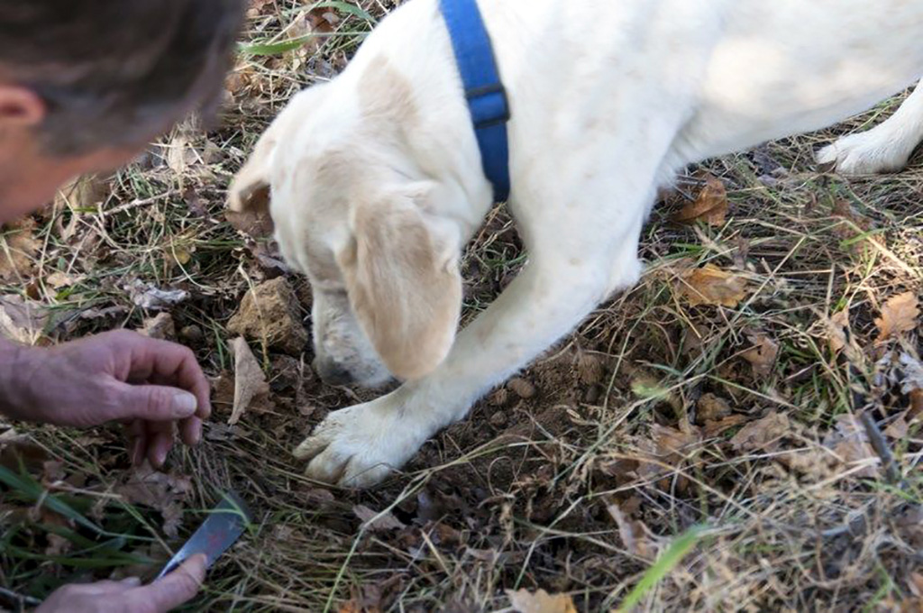 truffle_hunting_06.jpg